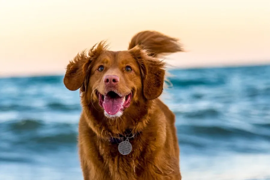 Hund Strand Cadzand